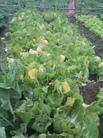 20100215Farm Visit24.jpg